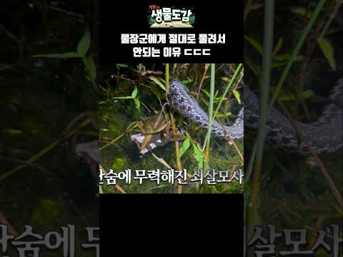 살모사 잡아먹는 물장군 ㄷㄷ