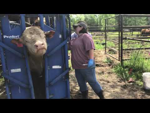 Working Registered Hereford Bulls