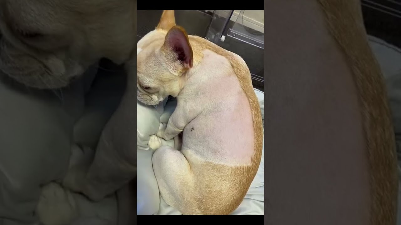 呪術廻戦 ダイソーの服を着せたら犬が領域展開しはじめたw ダイソーてんとう虫 Youtube