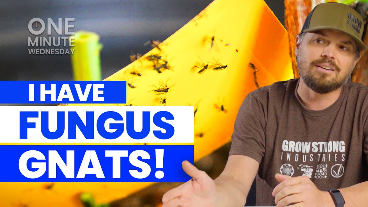 I Have Fungus Gnats! What Do I Do? - OMW #14