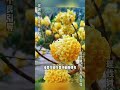 Unveiling the Secret of the Money Flower: A Fragrant Treasure