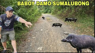 Download Lagu Baboy Damo Sumalubong samin Pagpunta sa bundok ng Sierra madre MP3 Download Lagu Baboy Damo Sumalubong samin Pagpunta sa bundok ng Sierra madre MP3