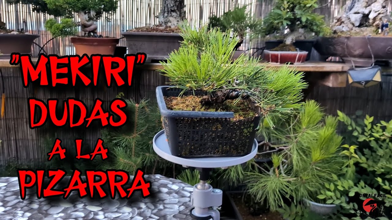 PINZADO DE PINO - Mekiri en Pizarra