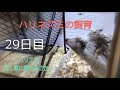 ハリネズミの飼育29日目 回し車を設置！ハリエは走る事が出来るのか？