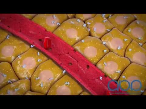 Endocrine System - YouTube