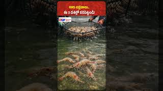 Running Mortality Syndrome | Early Warning Signs | RMS Guide for Farmers | Shrimp News