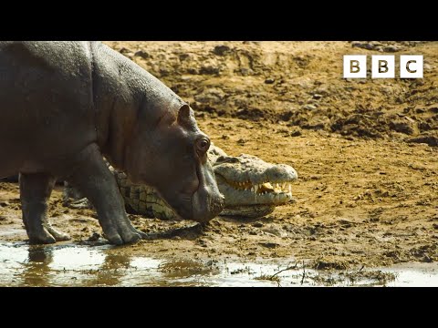 Hippos take on crocodiles for best sunbathing spot | Serengeti - BBC