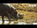 Hippos take on crocodiles for best sunbathing spot  serengeti  bbc