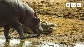 Hippos take on crocodiles for best sunbathing spot | Serengeti  BBC