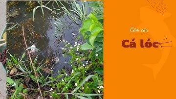 Đi cắm câu cá lóc về nấu canh chua cá kho tiêu, món ăn miền tây