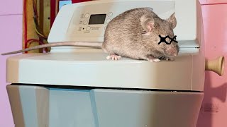 (GROSS!) He Found A Dead Mouse In His Water Softener Salt Tank