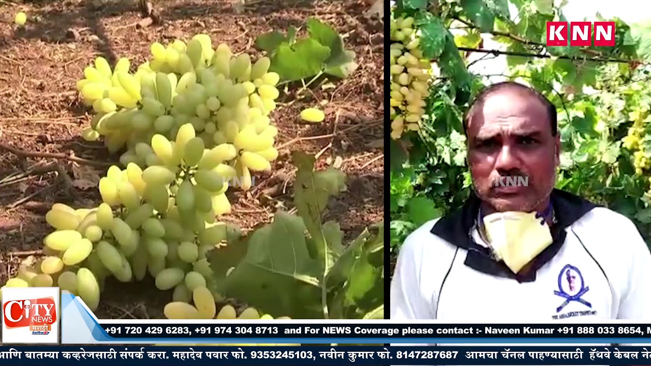Farmer Facing 30 lakh grape crop Losses as Lock Down No Purchaser Approaching at Raibag Farmer Facing 30 lakh grape crop Losses as Lock Down No Purchaser Approaching at Raibag