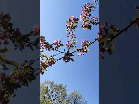 Русская сакура на Елагином острове 🌸🍎🍎🍎#санктпетербург #елагинпарк #цветение #peterburg #спб