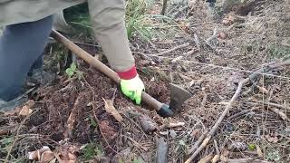 як правильно посадити дерево 🌲 в Чехії