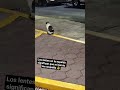 😎Ese minino está bien respaldado 😂🐈 #humor #viral #fyp #shorts