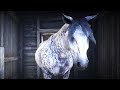 MI NUEVO CABALLO | RED DEAD REDEMPTION 2