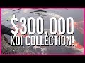 $300,000 KOI COLLECTION! Large Estate Water Features $300,000 KOI COLLECTION! Large Estate Water Features