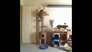 Bengal Cats: What You DON'T See! by Sootikins 245,647 views 13 years ago 4 minutes, 50 seconds