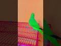 mithu Billi kaise bolega 😺🐈😺 #parrot #trending #talkingparot #funnybird #cute #indianparrot #viral