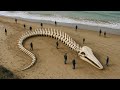 Verità degli Abissi che Sono Più Spaventose delle Leggende del Mare