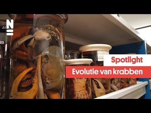 Video: Een verscheidenheid aan krabben: namen en foto's waar ze leven