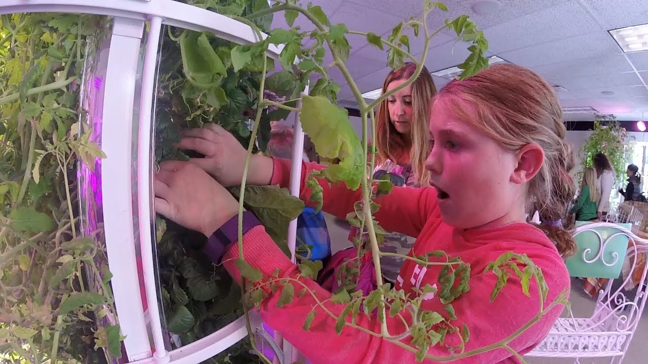 A Lesson In Hydroponics YouTube