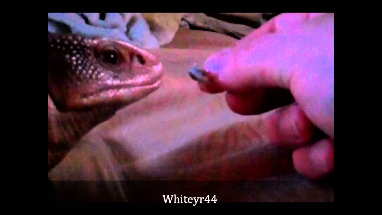tarantula spider Hand feeding my tame Bosc Monitor