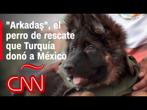 Video: Una carta de tu perro de rescate