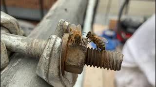 GIANT COLONY OF HONEY BEES RESCUED AND REMOVED FROM A CHIMNEY!!!