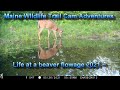 Maine Wildlife Trail Cam Adventures Beaver Flowage 2021~ Cuteness overload!