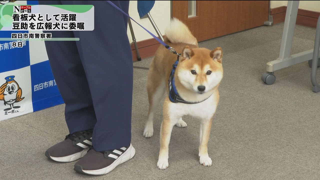 ケーブルNews】四日市南警察署広報犬に豆助を任命 - YouTube