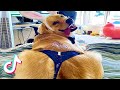 🤣Funny Dog Videos 2021🤣 🐶 It&#39;s time to LAUGH with Dog&#39;s life *PART 10*