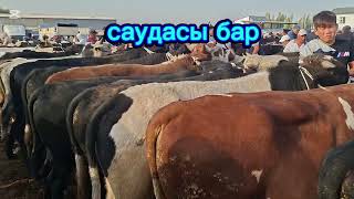 видео: 16.09.2025.Сарыағаш мал базары.Сиырлар,сиырлар бузауымен,қашарлар,таналар,буқалар,бузаулар.🐄🐮🐂🐄🐮🐂🐄🐮🐂 картинка: 16.09.2025.Сарыағаш мал базары.Сиырлар,сиырлар бузауымен,қашарлар,таналар,буқалар,бузаулар.🐄🐮🐂🐄🐮🐂🐄🐮🐂