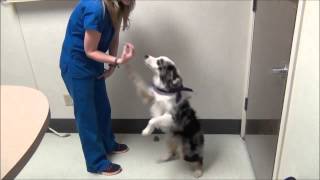 Puppy training tips: super easy down command by GriffithSmAnimalHosp 865 views 10 years ago 5 minutes, 37 seconds