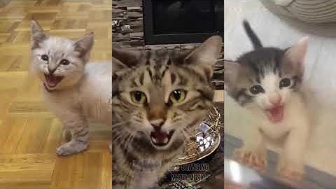 Thumbnail of Radioactive but Cats Sung It (Cats Version Cover)