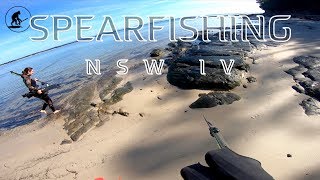 Spearfishing NSW 4 2019