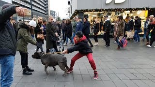 Är det lagligt att ha pitbull i Sverige?