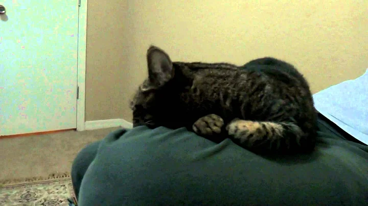 Cat Meowing After Coughs