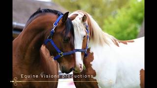 Quest of Stallions - The first encounter - Can a stallion be social without fighting?