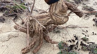 Buổi chiều dọc núi khai thác phôi Hồng châu sa ( ma dương bonsai) co lắt quái đẹp 