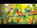 Quiet Your Mind Birdsong Piano For Minimalist Deep Work 
