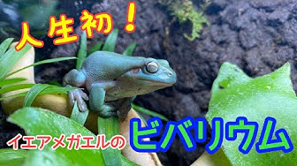 ビバリウム Youtube