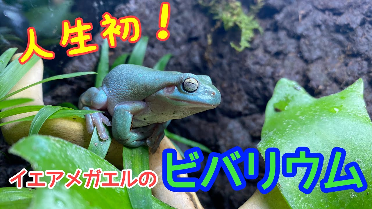 自然の中の飼育箱、イエアメガエル、ビバリウム 自然の中の飼育箱（フラットタイプ）、苔テラリウム、ビバリウム