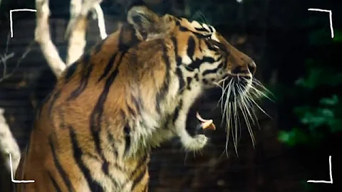 Help Us Save Sumatran Tigers