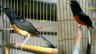 Suara pikat burung murai batu betina