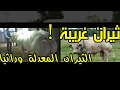 ثيران غريبة الثيران المعدلة وراثيا 02 mp3