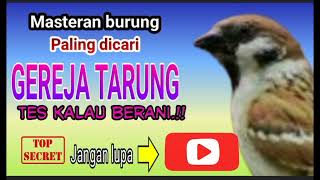 Suara burung gereja tarung#kicaumania #gerejatarung