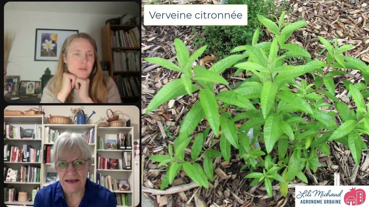 Verveine citronnée,  citronnelleou odorante