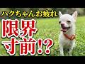 【メイの宇宙啓示】ハクちゃんお疲れ編