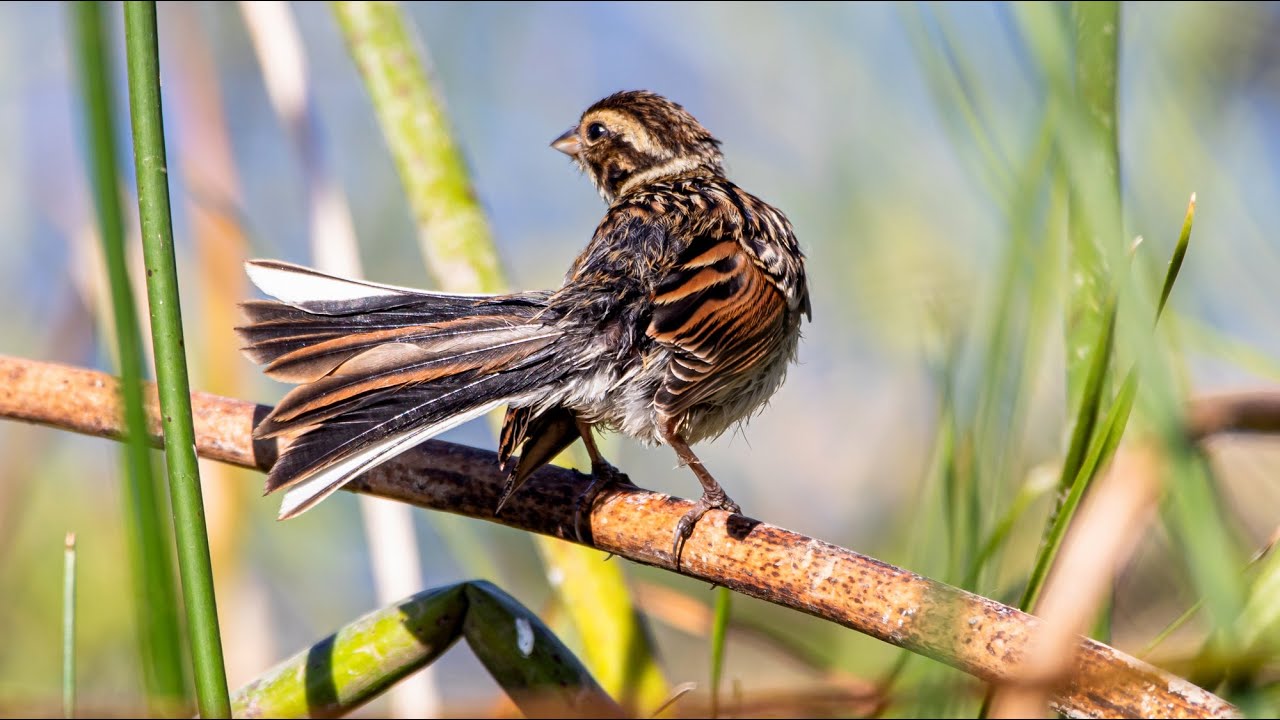 Тростниковые овсянки ухаживают за оперением. Emberiza schoeniclus. Птицы Беларуси.